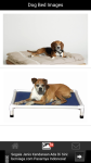 Dog Bed Images screenshot 2/6