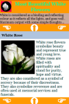 Most Beautiful White Flowers screenshot 3/3