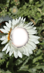 Flower photo frame pic screenshot 4/4