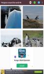 penguins around the world 4k  screenshot 1/6