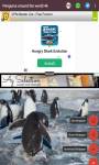 penguins around the world 4k  screenshot 5/6