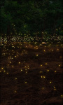 Fireflies Live Wallpaper Firefiles screenshot 1/6