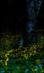Fireflies Live Wallpaper Firefiles screenshot 5/6