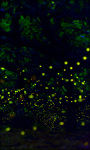Fireflies Live Wallpaper Firefiles screenshot 6/6