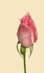 Flowering Rose Live Wallpaper screenshot 1/3