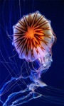 Jellyfish Glow Live Wallpaper screenshot 1/3