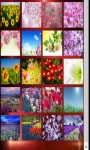 Spring Flowers Wallpapers 2015 Spring Flowers Game screenshot 1/4