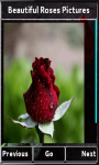 Beautiful Roses Photos screenshot 4/4