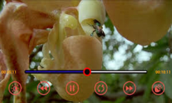 M VIDEO 3G MP3 and MP4 Player screenshot 3/6