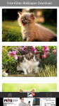 Free Kitten Wallpaper Download screenshot 2/6