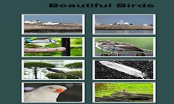 Birds Gallery screenshot 1/2