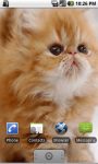 Cute Kitten Live Wallpapers screenshot 1/2