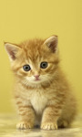 Cat Wallpapers Android Apps screenshot 1/6