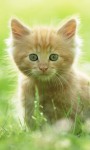 Cat Wallpapers Android Apps screenshot 3/6