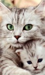 Cat Wallpapers Android Apps screenshot 5/6
