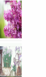 Lilac white flowers pot Wallpaper HD screenshot 2/3