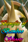 Benefits of Bamboo Shoots screenshot 1/3