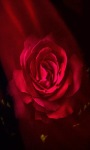 Flare Red Rose LWP screenshot 1/3