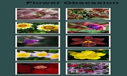 Flowers Photo Gallery screenshot 2/3