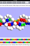 OnScreen DNA Model screenshot 1/1