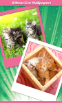 Kittens Live Wallpapers Free screenshot 1/6