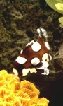 Tropical Fish in Aquarium screenshot 1/3