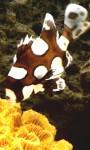 Tropical Fish in Aquarium screenshot 2/3
