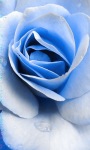 Blue Rose Blooming Live Wallpaper screenshot 1/3