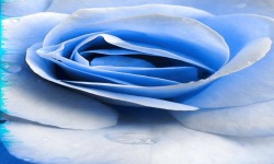 Blue Rose Blooming Live Wallpaper screenshot 2/3