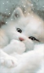 Sweet White Cat Live Wallpaper screenshot 1/3