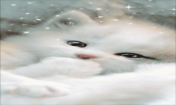 Sweet White Cat Live Wallpaper screenshot 2/3