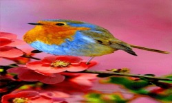 Colorful Bird Live Wallpaper screenshot 2/3
