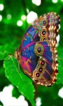 Multicolor Butterfly LWP screenshot 1/3