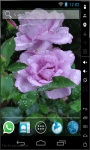 Raining Roses Live Wallpaper screenshot 1/2