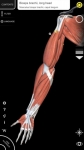 Sistema Muscolare Anatomia 3D original screenshot 1/6