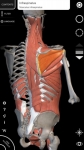 Sistema Muscolare Anatomia 3D original screenshot 3/6