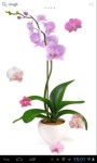 Orchids  screenshot 1/5