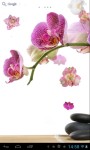 Orchids  screenshot 4/5