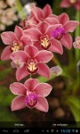 Orchids  screenshot 5/5