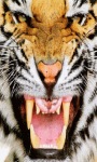 Tiger Roaring Live Wallpaper screenshot 1/3