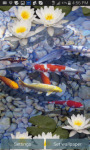Fish Swim in FreshWater 3D Live Wallpaper screenshot 1/3