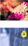 Flowers Gerbera Macro Wallpaper HD screenshot 2/3