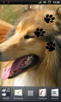 Beautiful Collie Lassie Dog Live Wallpaper screenshot 1/3