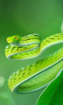 Exotic Snake Live Wallpaper screenshot 2/4