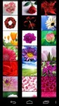 Flower Wallpapers by Nisavac Wallpapers screenshot 2/6
