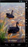 Black Swans Live Wallpaper screenshot 1/2