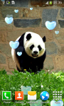 Free Panda Live Wallpapers screenshot 5/6