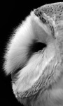 Barn Owl Black And White Live Wallpaper screenshot 1/4