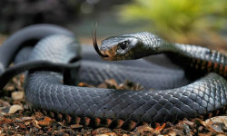 Black Mamba Snake Wallpaper screenshot 1/6