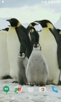 Penguins HD Video Live Wallpaper screenshot 3/4